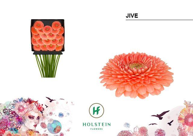 Срезанные цветы оптом Germini diamond gerponi jive от 20шт из Голландии с доставкой по России