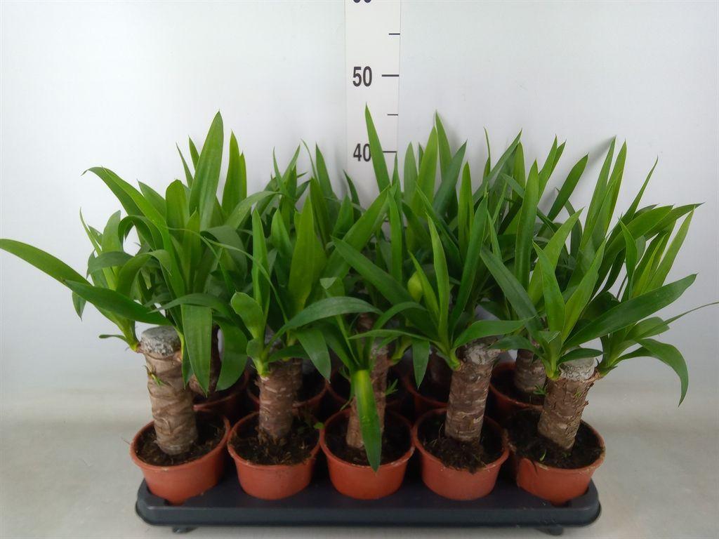 Горшечные цветы и растения оптом Yucca   ... от 10шт из Голландии с доставкой по России