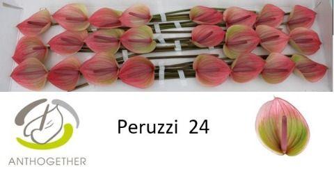 Срезанные цветы оптом Anthurium peruzzi от 24шт из Голландии с доставкой по России