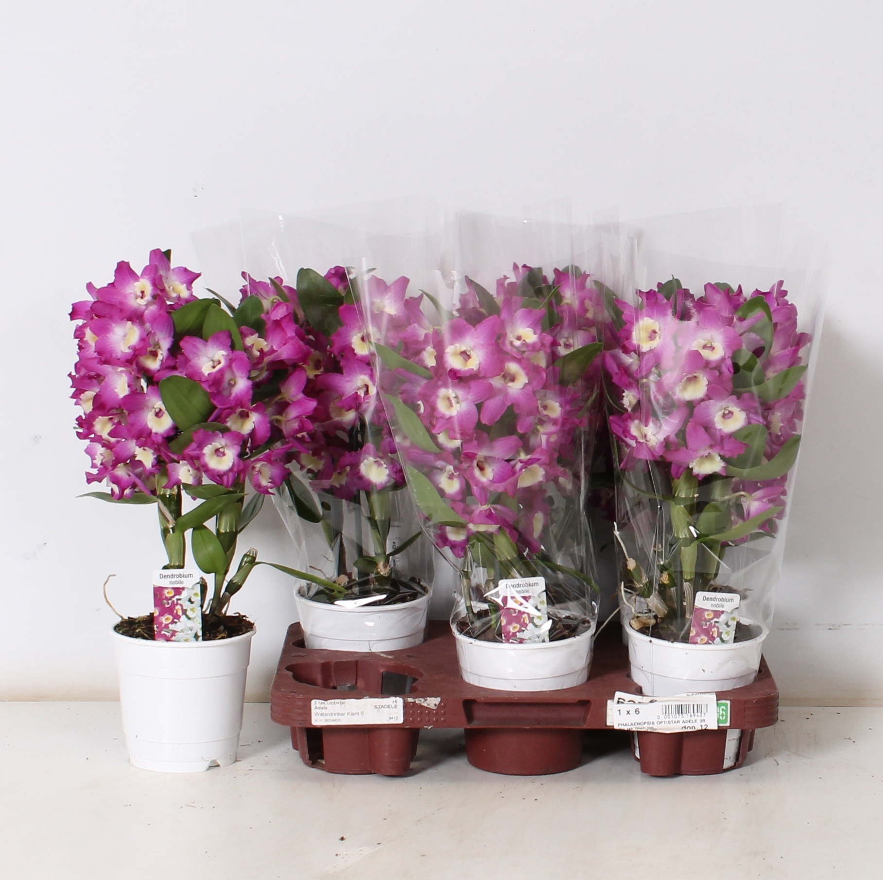 Горшечные цветы и растения оптом Dend Nobile 1-2 Branches * Spring Deal * от 6шт из Голландии с доставкой по России