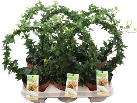 Горшечные цветы и растения оптом Hed He Groen Boog от 6шт из Голландии с доставкой по России