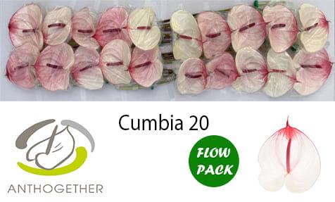 Срезанные цветы оптом Anthurium cumbia от 20шт из Голландии с доставкой по России