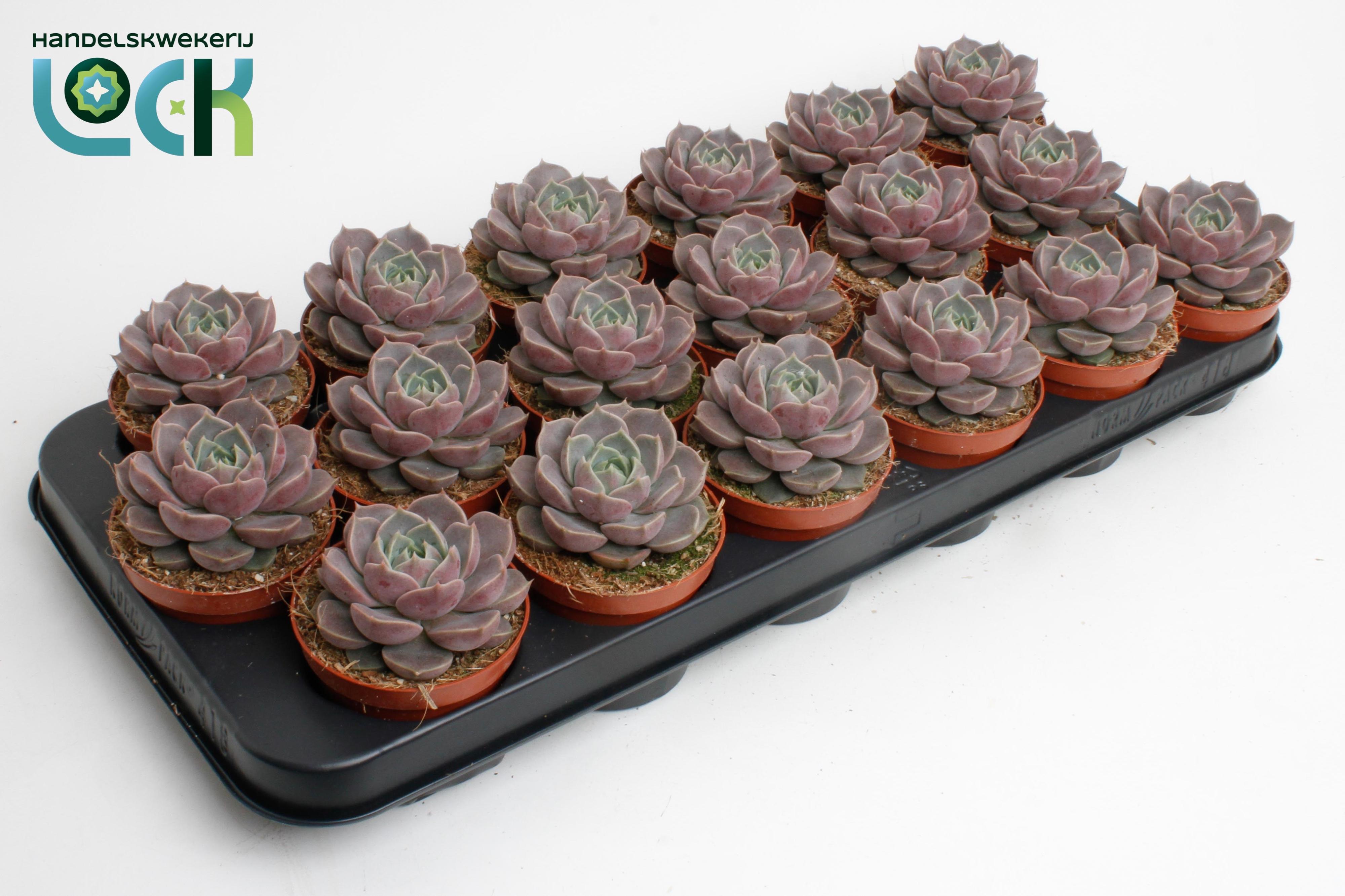 Горшечные цветы и растения оптом Echeveria Lola от 18шт (для телеги) из Голландии с доставкой по России