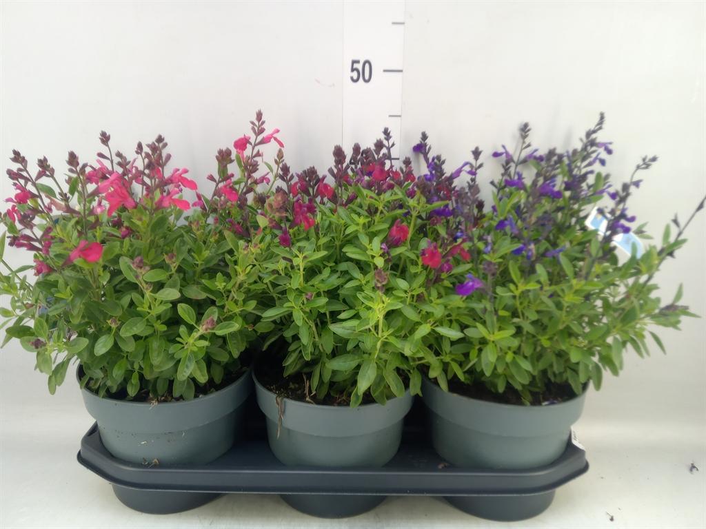 Горшечные цветы и растения оптом Salvia   ... от 3шт из Голландии с доставкой по России