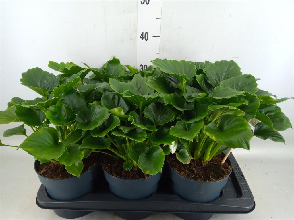 Горшечные цветы и растения оптом Philodendron   ... от 6шт из Голландии с доставкой по России