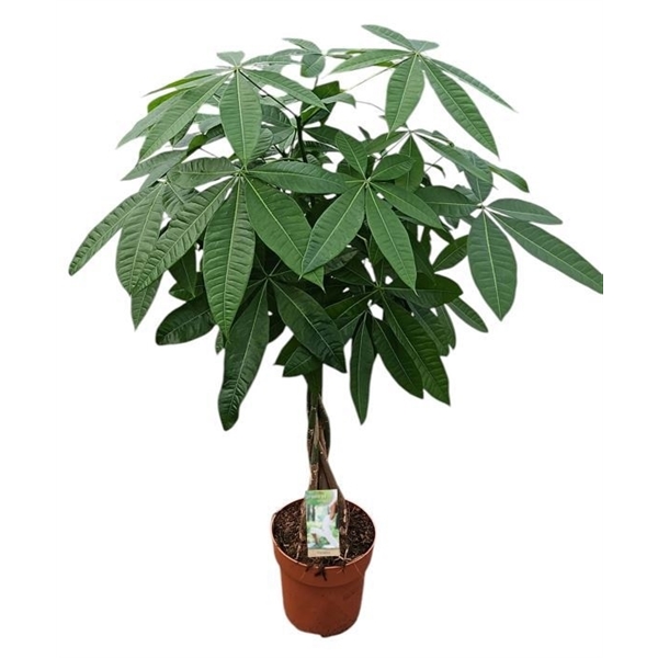 Горшечные цветы и растения оптом Pachira Aquatiqa Twisted Stem от 1шт из Голландии с доставкой по России