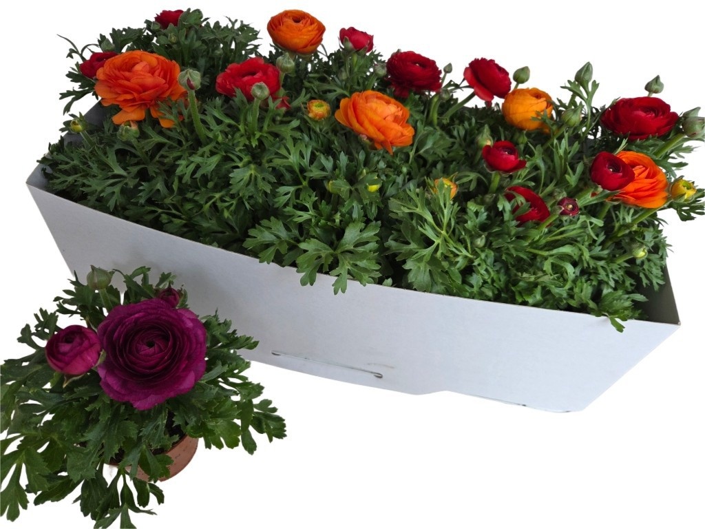 Горшечные цветы и растения оптом Ranun Sprink Gem от 10шт из Голландии с доставкой по России