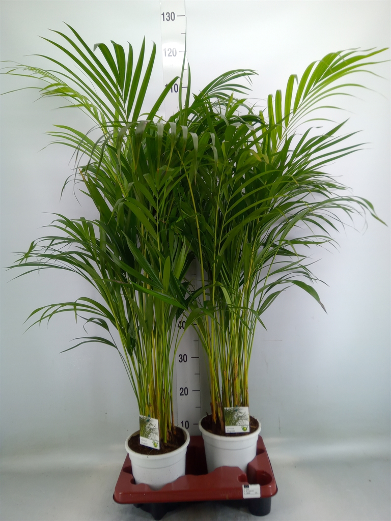 Горшечные цветы и растения оптом Dypsis Lutescens   ...chrysalidoca от 2шт из Голландии с доставкой по России