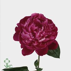 Срезанные цветы оптом Paeonia red sarah bernhardt от 80шт из Голландии с доставкой по России