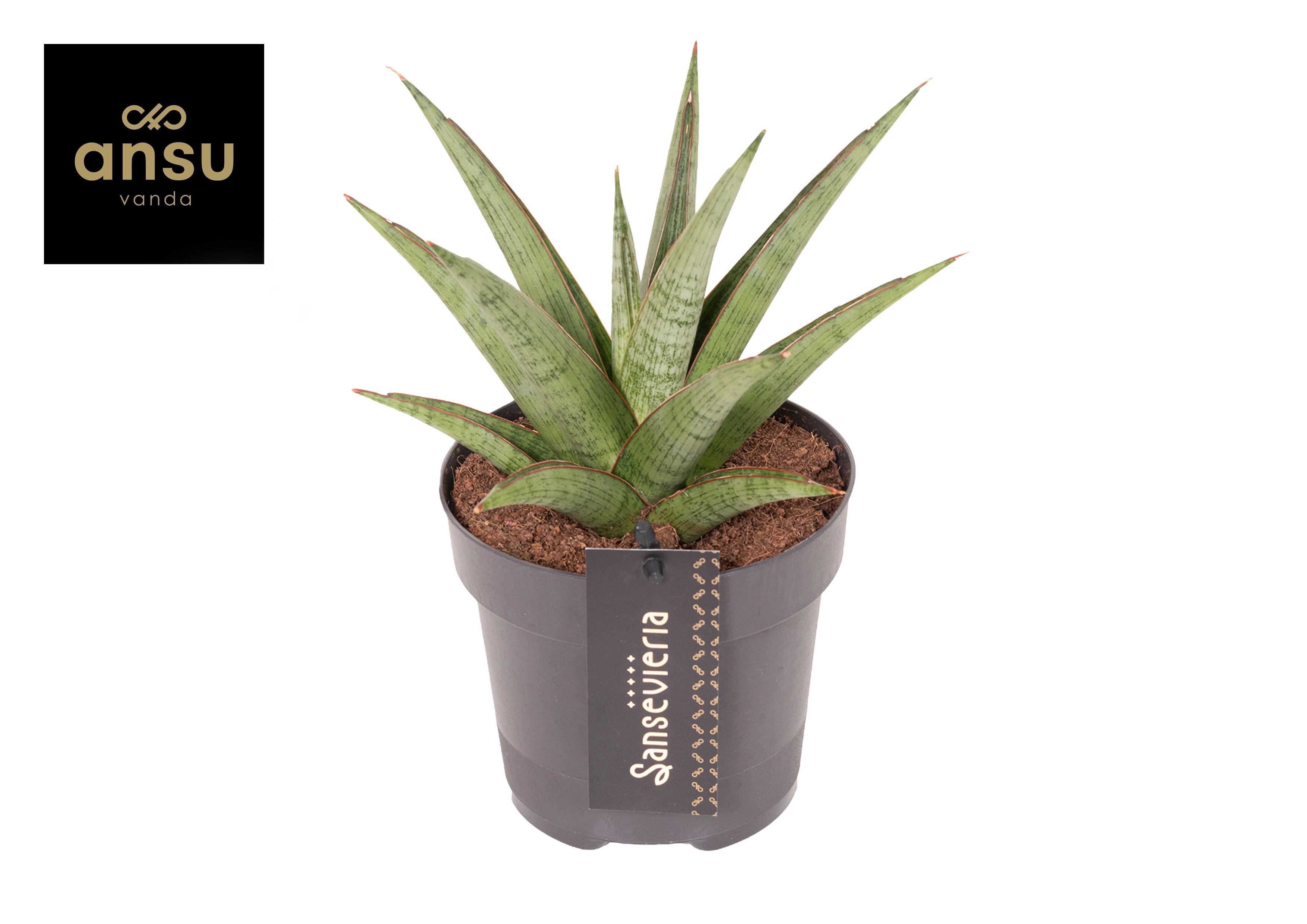 Горшечные цветы и растения оптом Sansevieria Comet Canoe No. 2 от 10шт из Голландии с доставкой по России