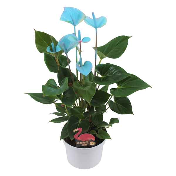 Горшечные цветы и растения оптом Anth An Blue 4+ от 6шт из Голландии с доставкой по России