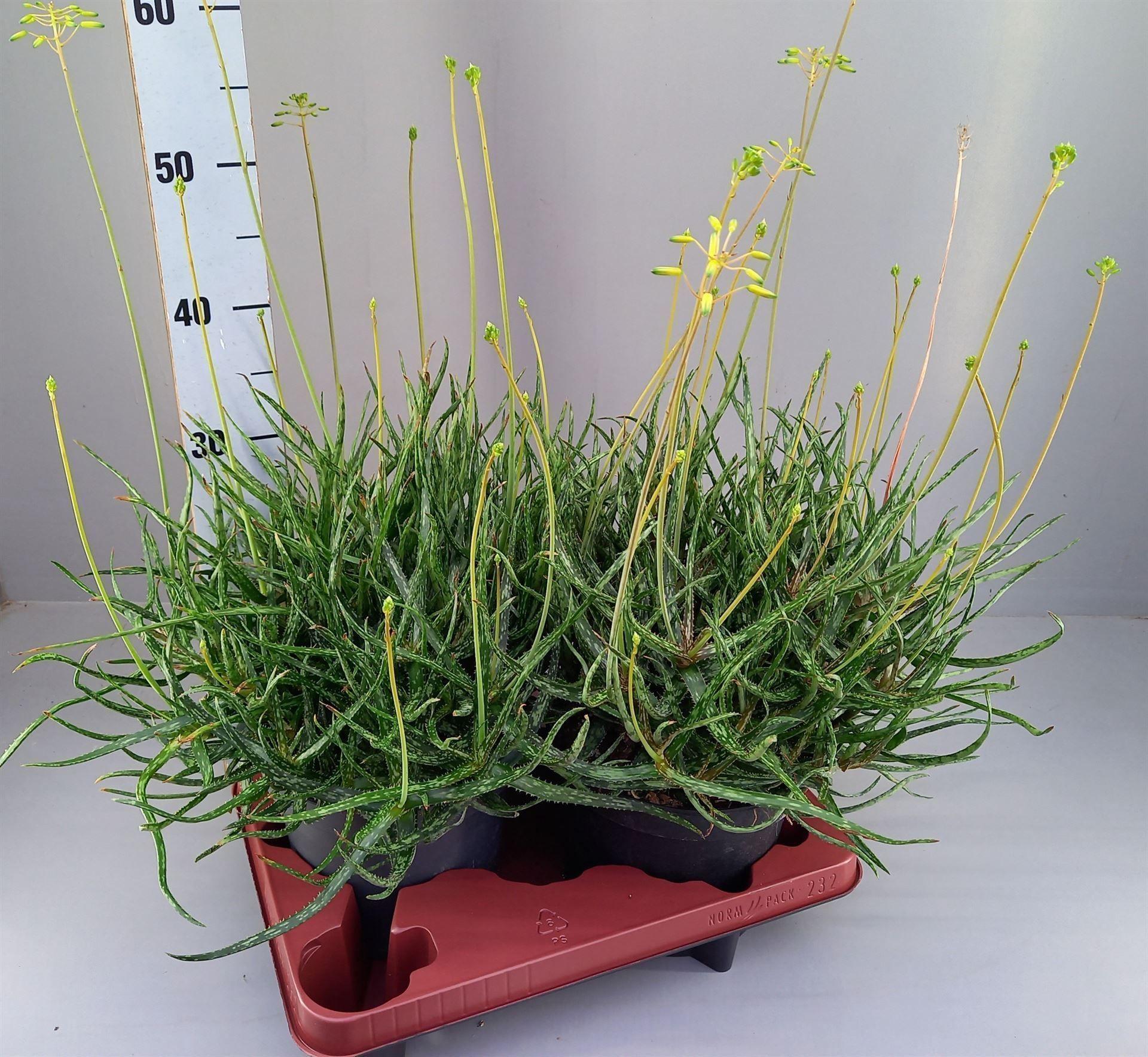 Горшечные цветы и растения оптом Aloe   ... от 2шт из Голландии с доставкой по России