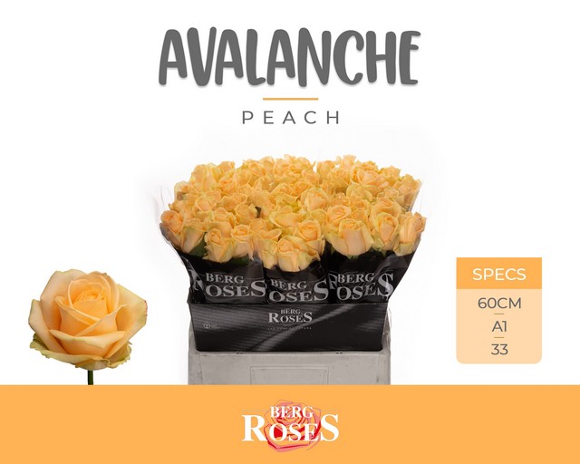 Срезанные цветы оптом Rosa large peach avalanche+ от 50шт из Голландии с доставкой по России
