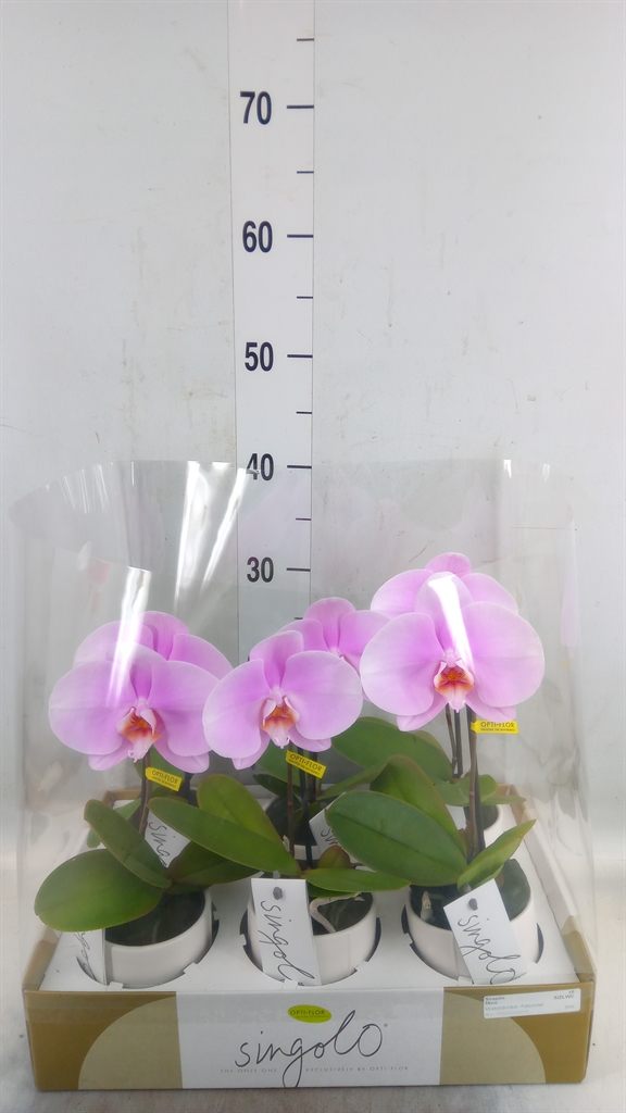 Горшечные цветы и растения оптом Phalaenopsis   ...rose от 6шт (для телеги) из Голландии с доставкой по России