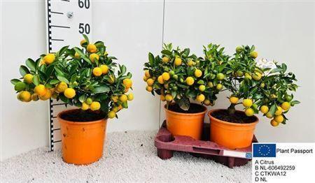Горшечные цветы и растения оптом Citr Microcarpa 15+ от 2шт (для телеги) из Голландии с доставкой по России