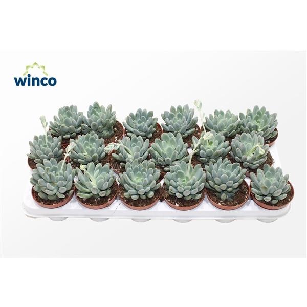 Горшечные цветы и растения оптом Echeveria Elegance от 18шт (для телеги) из Голландии с доставкой по России