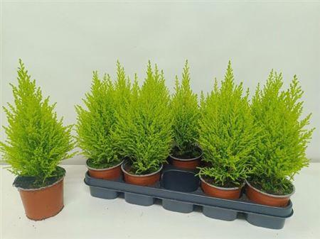 Горшечные цветы и растения оптом Cupr Ma Goldc Wilma от 10шт из Голландии с доставкой по России