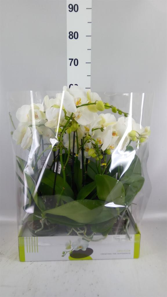 Горшечные цветы и растения оптом Phalaenopsis ...white от 6шт из Голландии с доставкой по России