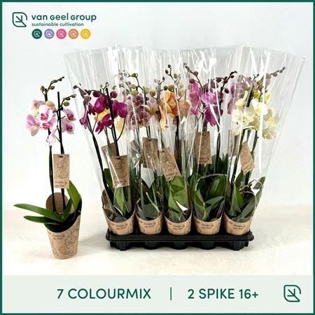 Горшечные цветы и растения оптом Phal 2st Mix Goodies 14+ (van Geel) от 10шт из Голландии с доставкой по России