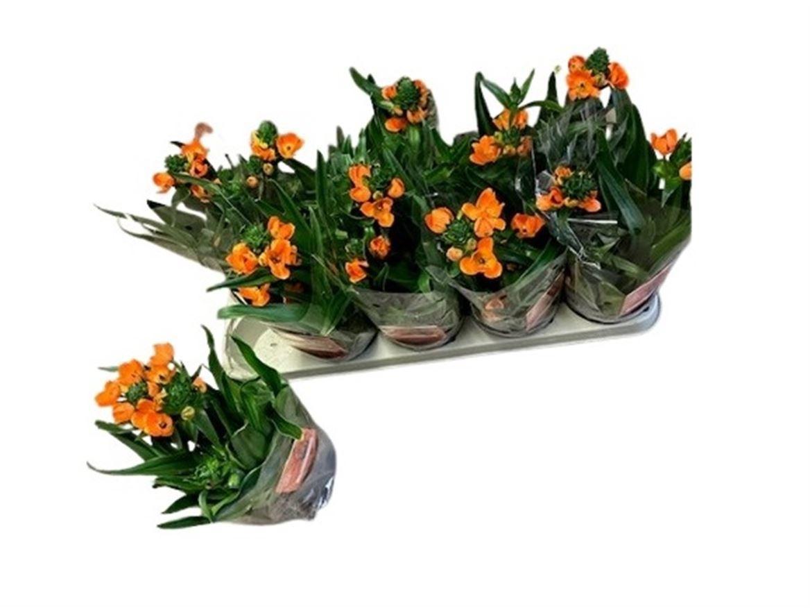 Горшечные цветы и растения оптом Ornit Du от 10шт из Голландии с доставкой по России