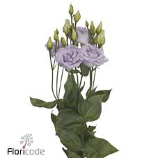 Срезанные цветы оптом Lisianthus do alissa lavender от 40шт из Голландии с доставкой по России