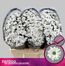 Срезанные цветы оптом Chrys sa bouncer от 75шт из Голландии с доставкой по России