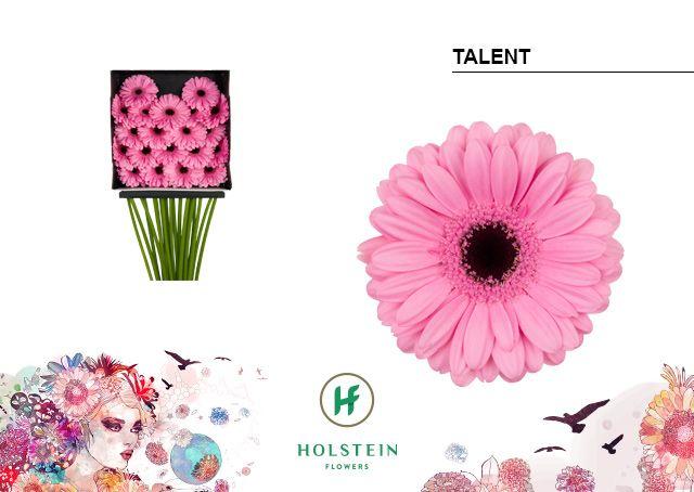 Срезанные цветы оптом Germini diamond talent от 20шт. из Голландии с доставкой по России