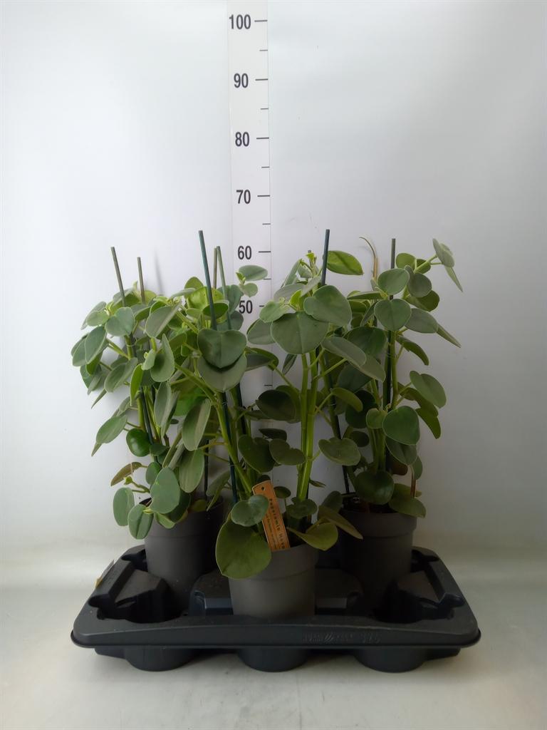 Горшечные цветы и растения оптом Peperomia от 3шт из Голландии с доставкой по России