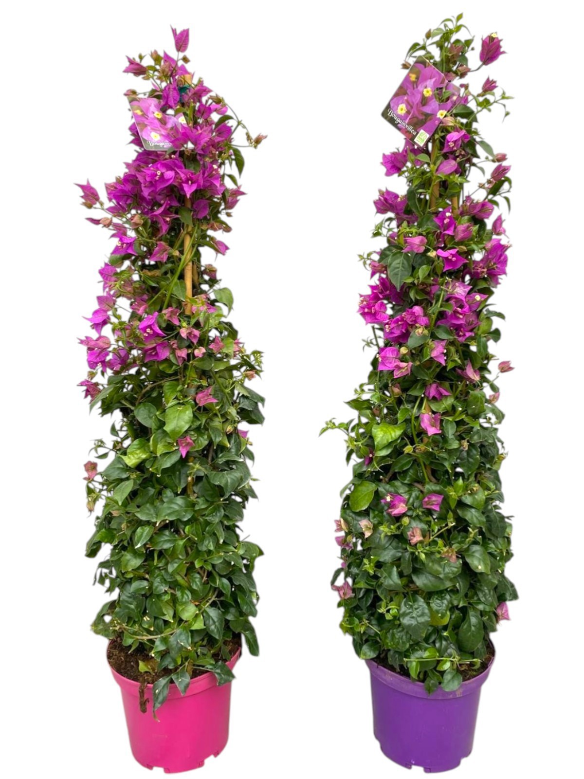 Горшечные цветы и растения оптом Bougainvillea Sanderiana Pyramid от 1шт из Голландии с доставкой по России