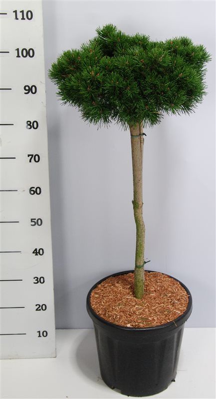 Горшечные цветы и растения оптом Pinus Mugo Lilliput On Stem от 1шт из Голландии с доставкой по России