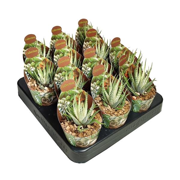 Горшечные цветы и растения оптом Haworthia Fasciata Variegata Potcover от 12шт (для телеги) из Голландии с доставкой по России