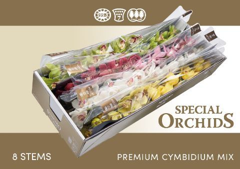 Срезанные цветы оптом Cymbidium mix от 8шт из Голландии с доставкой по России