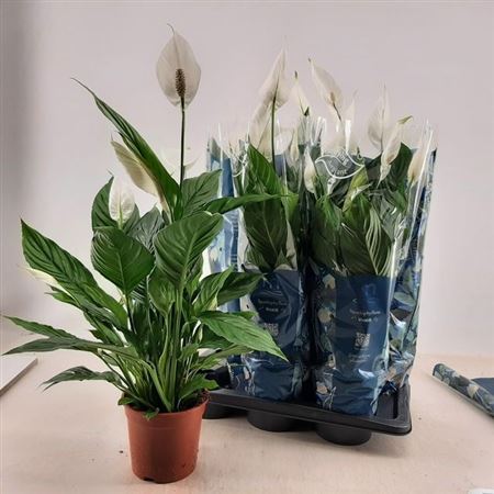 Горшечные цветы и растения оптом Spath Vivaldi 5+ от 6шт из Голландии с доставкой по России