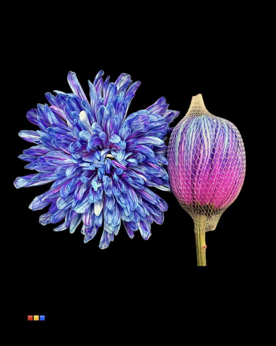 Срезанные цветы оптом Chrys bl paint antonov slush puppy от 40шт из Голландии с доставкой по России