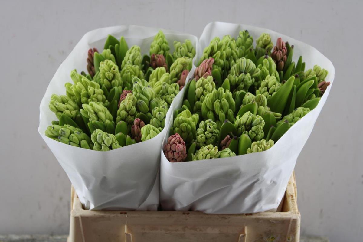 Срезанные цветы оптом Hyacinthus rainbow (mixbunch) от 50шт. из Голландии с доставкой по России
