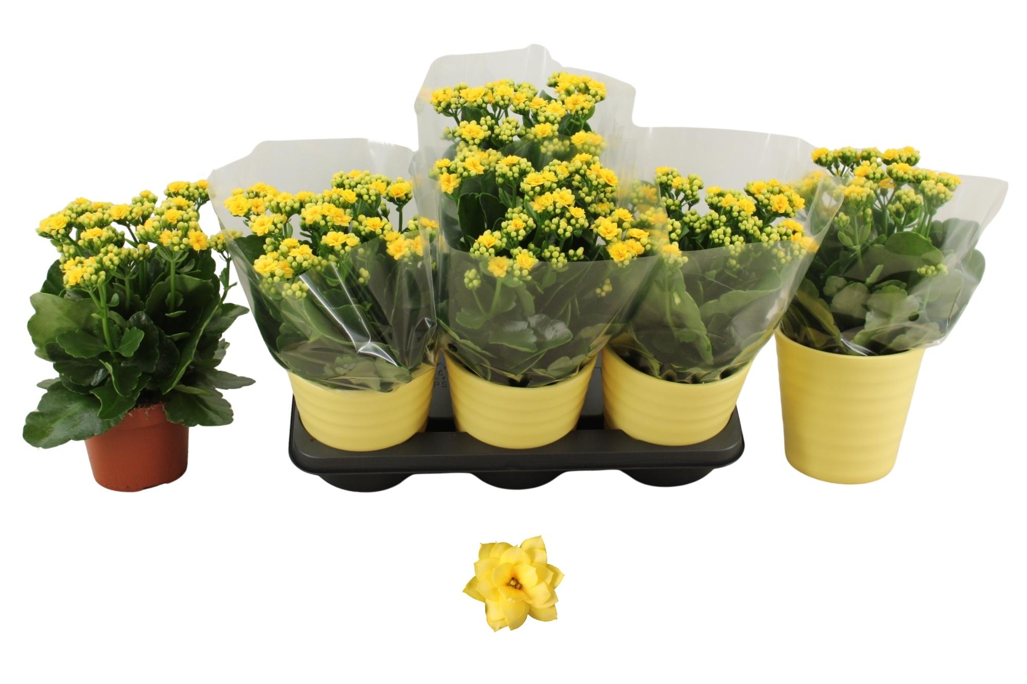 Горшечные цветы и растения оптом Kal Ge Amarillo Yell от 6шт из Голландии с доставкой по России