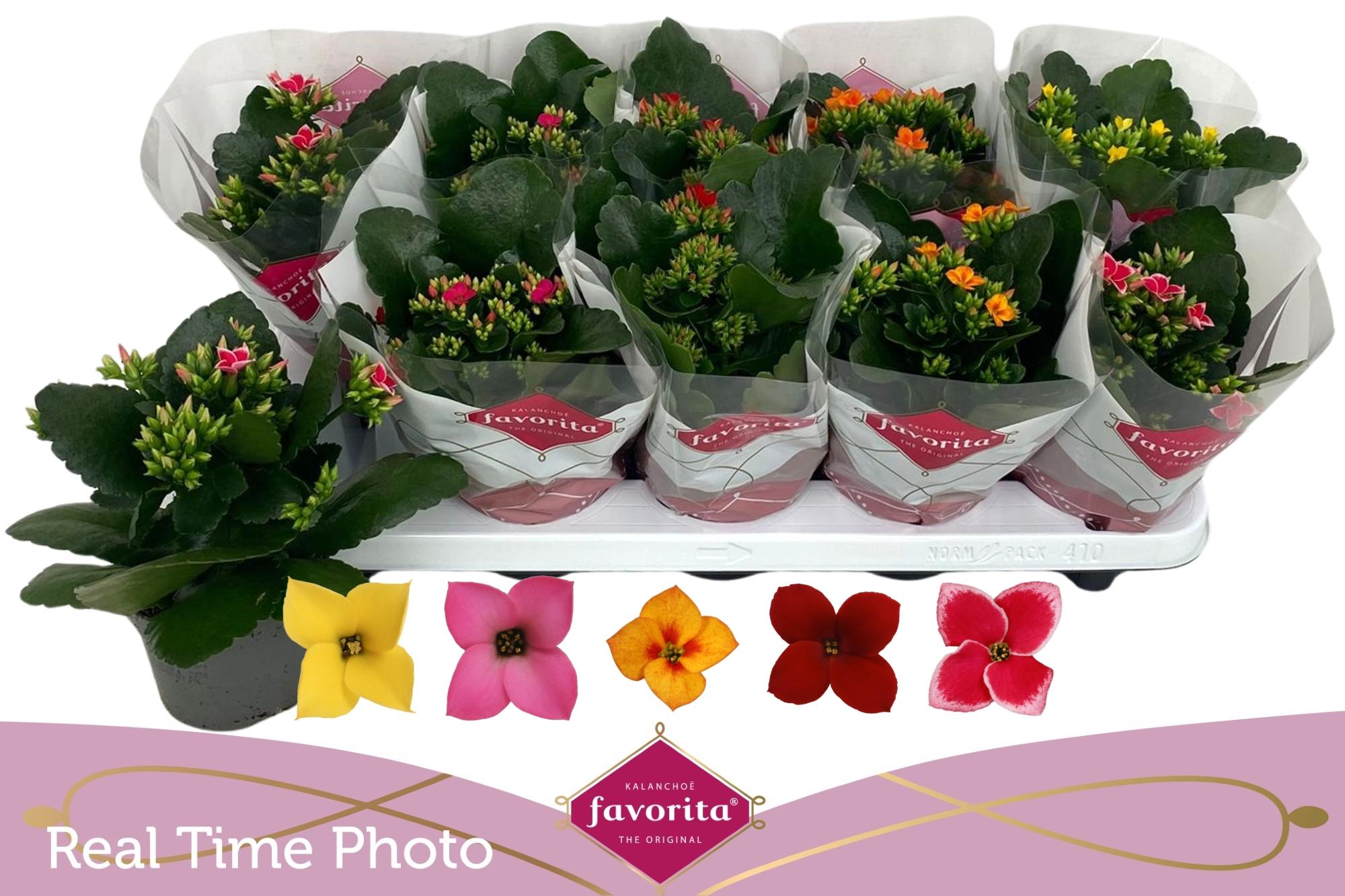 Горшечные цветы и растения оптом Kal En Gem 5 Kl от 10шт из Голландии с доставкой по России