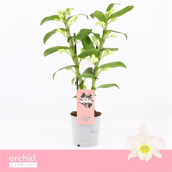 Горшечные цветы и растения оптом Dendr Nob 2st Apollon Compact Orchid Collection от 10шт из Голландии с доставкой по России