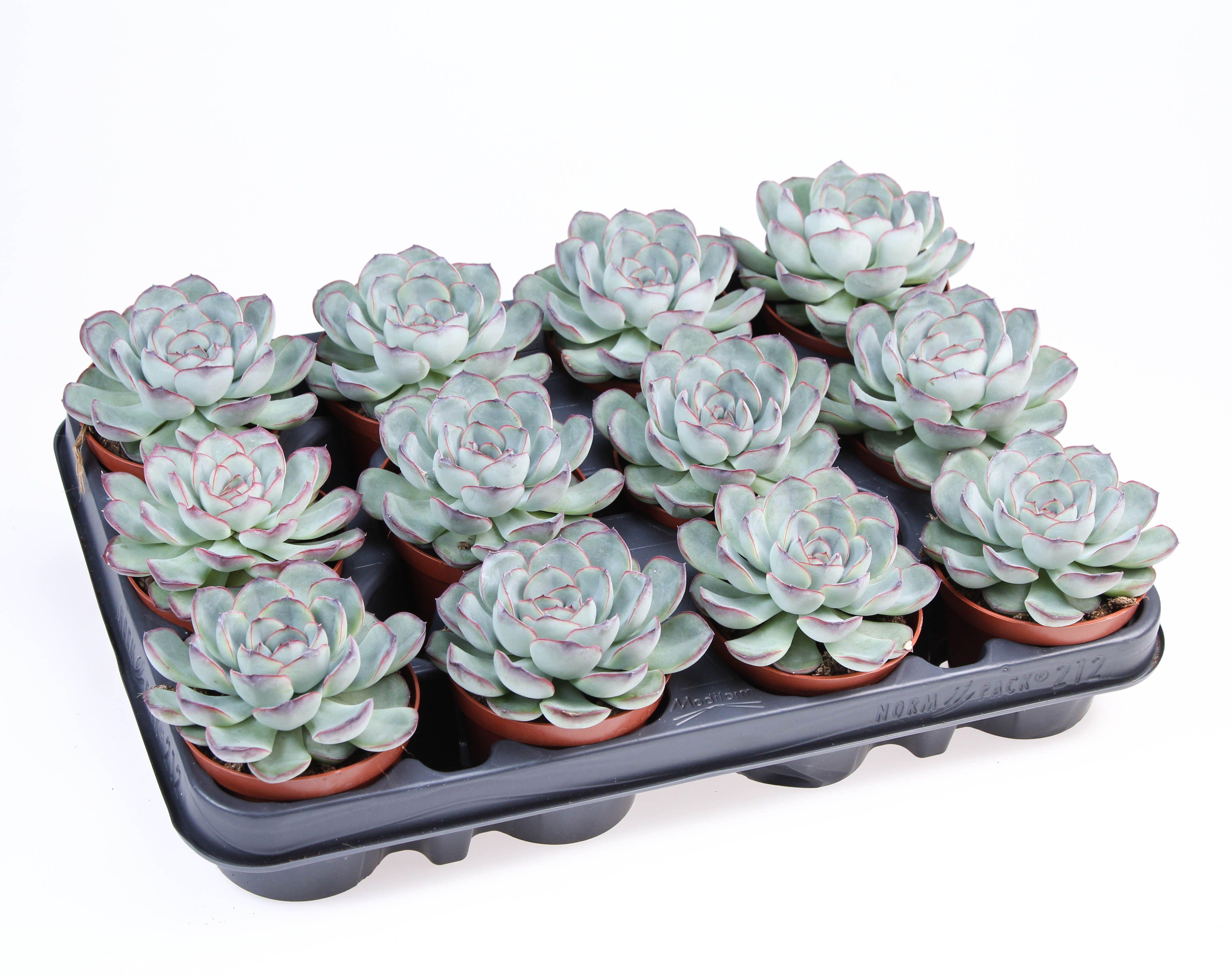 Горшечные цветы и растения оптом Echeveria Pelucida от 12шт (для телеги) из Голландии с доставкой по России