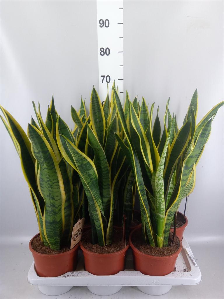 Горшечные цветы и растения оптом Sansevieria Trifa. laurentii A от 6шт из Голландии с доставкой по России