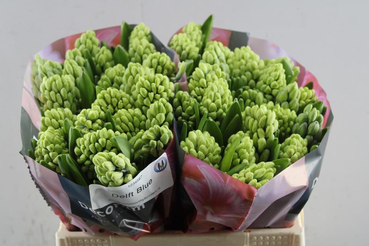 Срезанные цветы оптом Hyacinthus delft blue от 50шт.. из Голландии с доставкой по России
