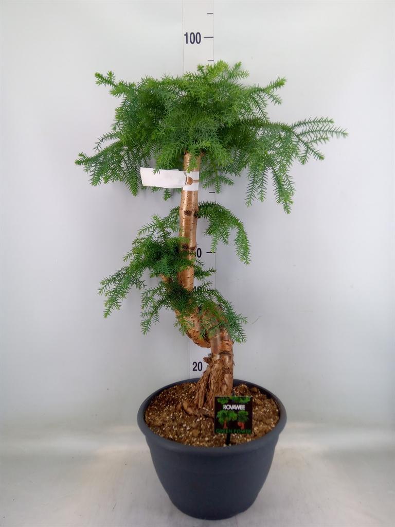 Горшечные цветы и растения оптом Araucaria   ... от 1шт из Голландии с доставкой по России