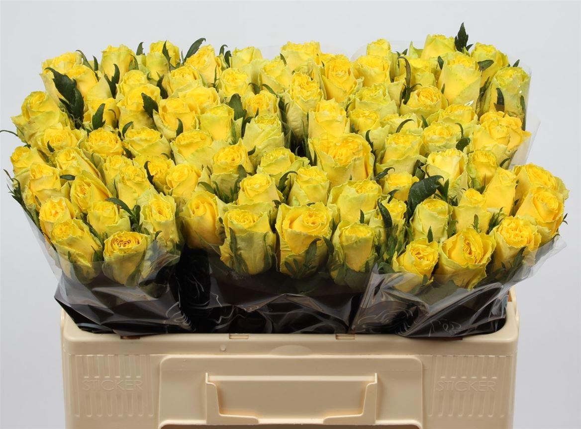 Срезанные цветы оптом Rosa large good times от 260шт из Голландии с доставкой по России