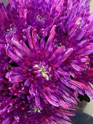 Срезанные цветы оптом Chrys bl paint topspin expression от 60шт из Голландии с доставкой по России