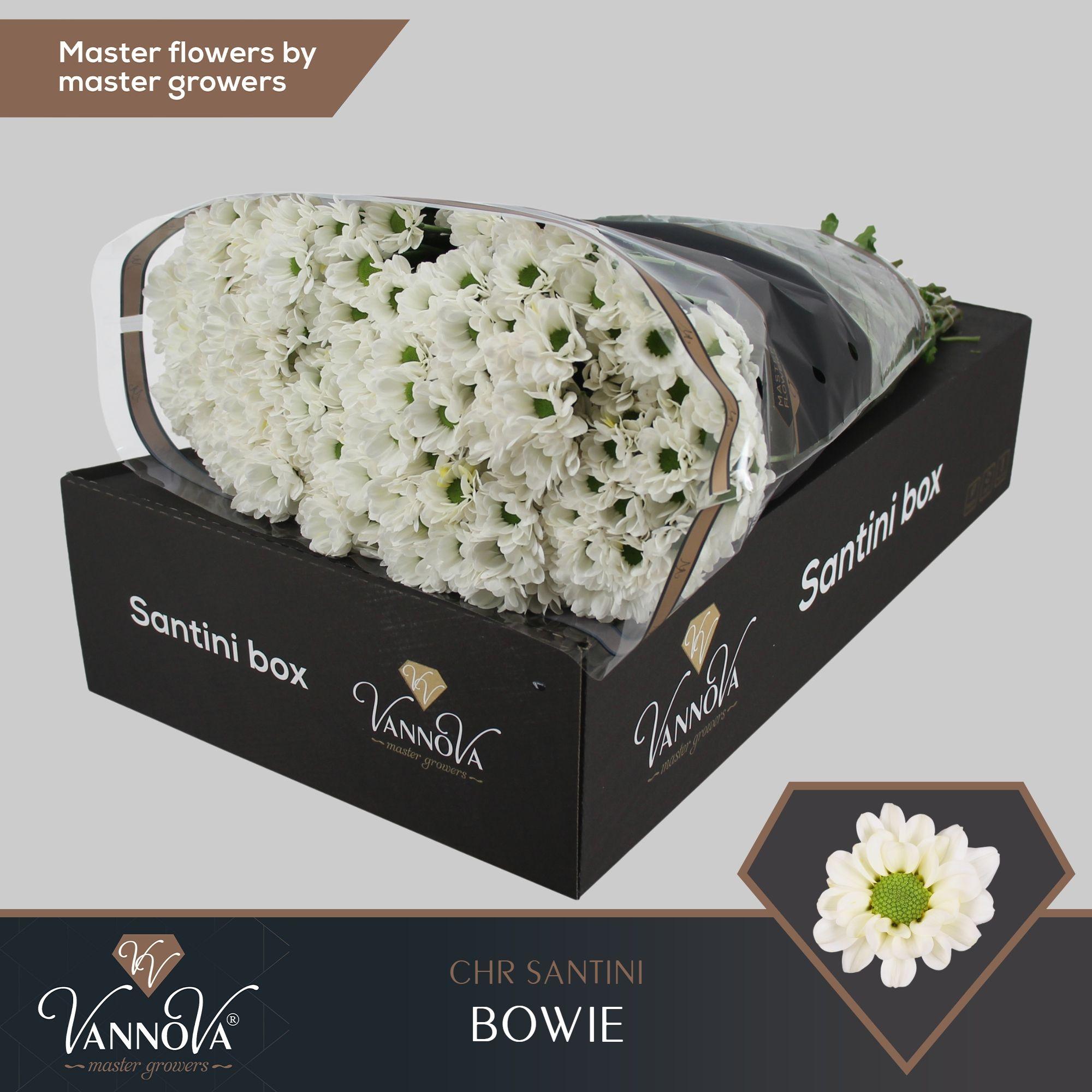 Срезанные цветы оптом Chrys sa bowie от 25шт из Голландии с доставкой по России