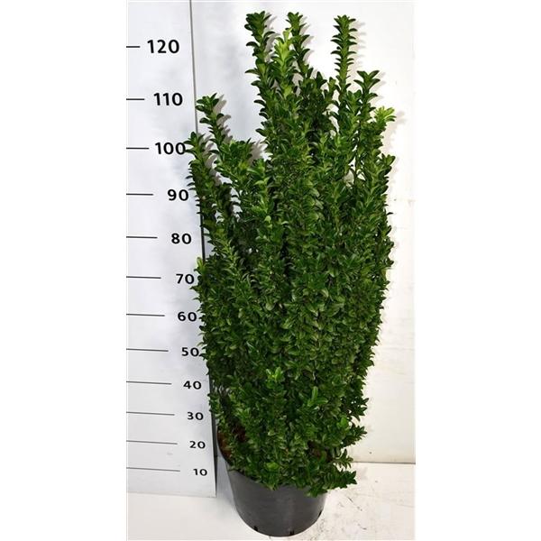 Горшечные цветы и растения оптом Euonymus Jap Benkomasaki от 1шт из Голландии с доставкой по России Горшечные цветы и растения оптом Euonymus Jap Benkomasaki от 1шт из Голландии с доставкой по России