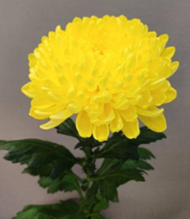 Срезанные цветы оптом Chrys bl от 60шт из Голландии с доставкой по России