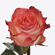 Срезанные цветы оптом Rosa large habari от 40шт из Голландии с доставкой по России