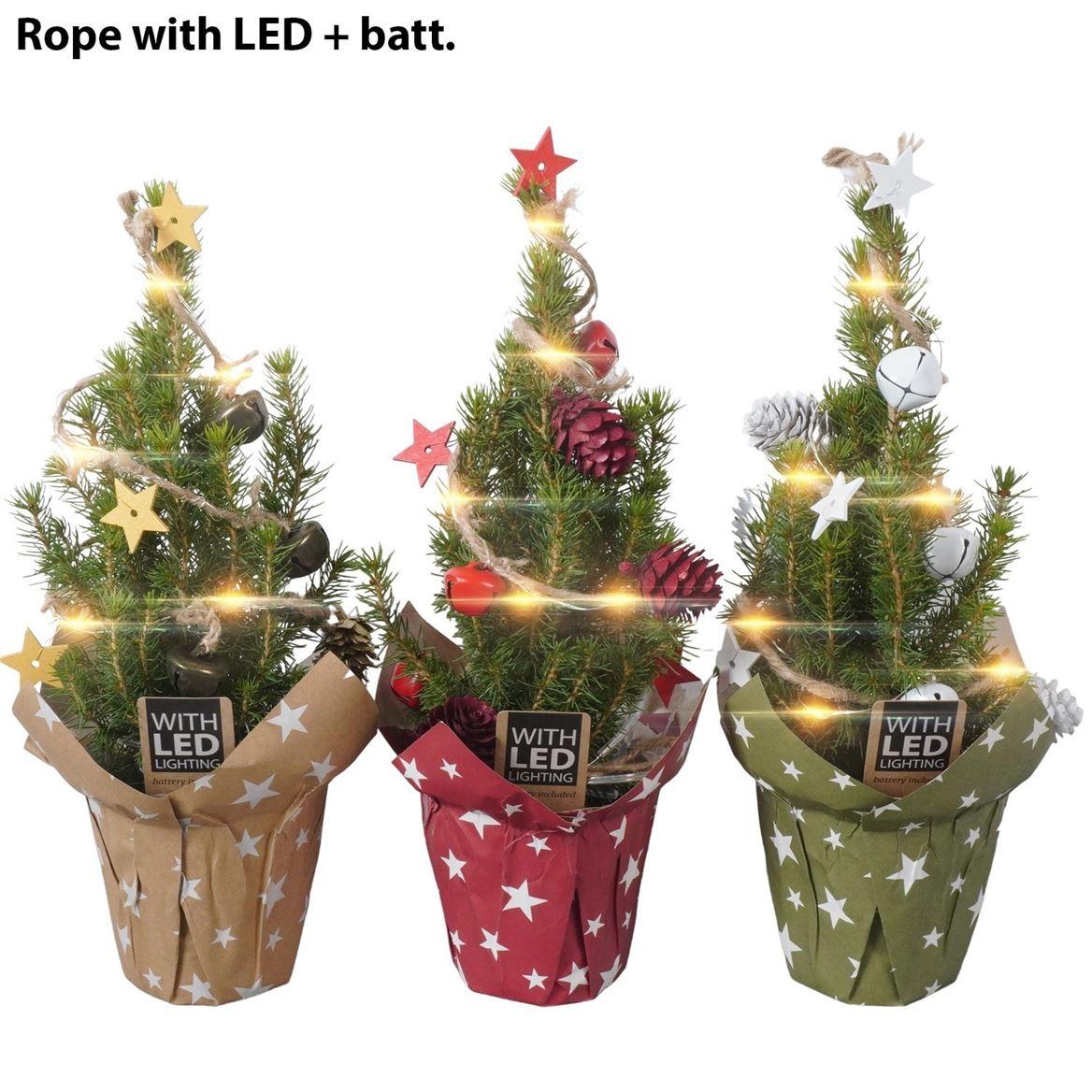 Горшечные цветы и растения оптом Ptk25317 Conica Perfecta In Papiere от 12шт (для телеги) из Голландии с доставкой по России