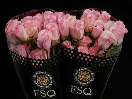 Срезанные цветы оптом Rosa ec christa от 40шт из Голландии с доставкой по России